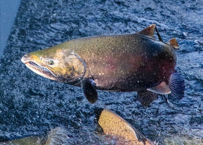 Save California Salmon Responds to the Third Consecutive Year of California’s Commercial Fishing Being Shut Down