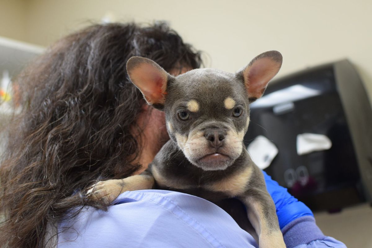 Photos / Animal Rescue: Dozens of dogs from suspected puppy mill arrive in Oregon