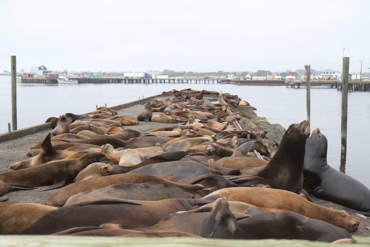 Sea lions invade