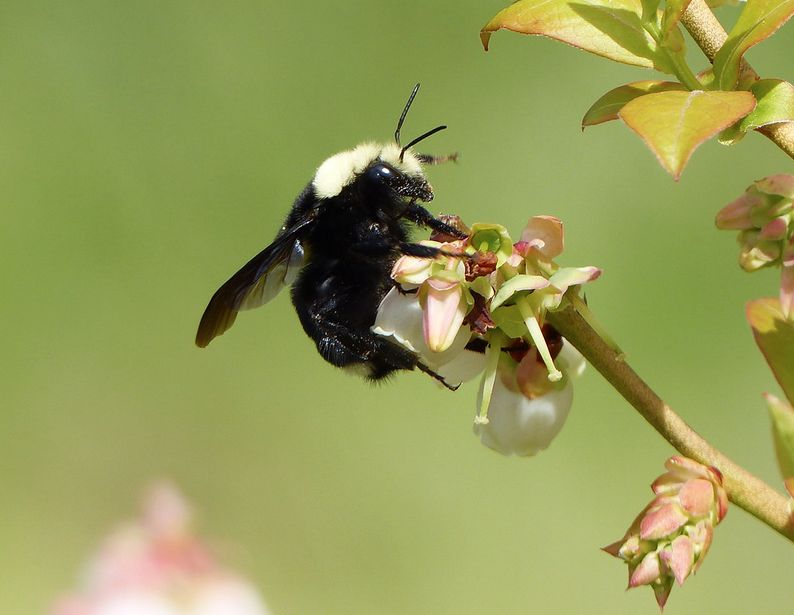 The Importance of Bees: Bees flock to clearcut areas but numbers decline