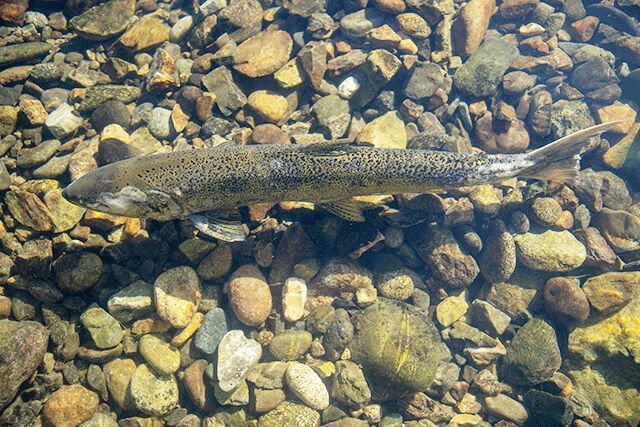 Pacific Fishery Management Council sets 2021 West Coast ocean salmon season dates