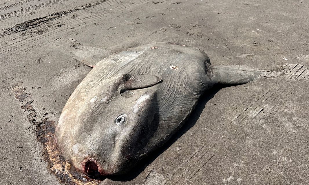 Sunfish washes ashore near Seaside
