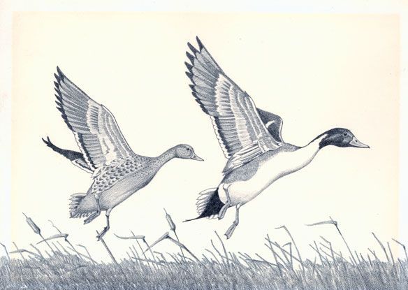 CDFW Seeks Artists to Enter Annual California Duck Stamp Art Contest