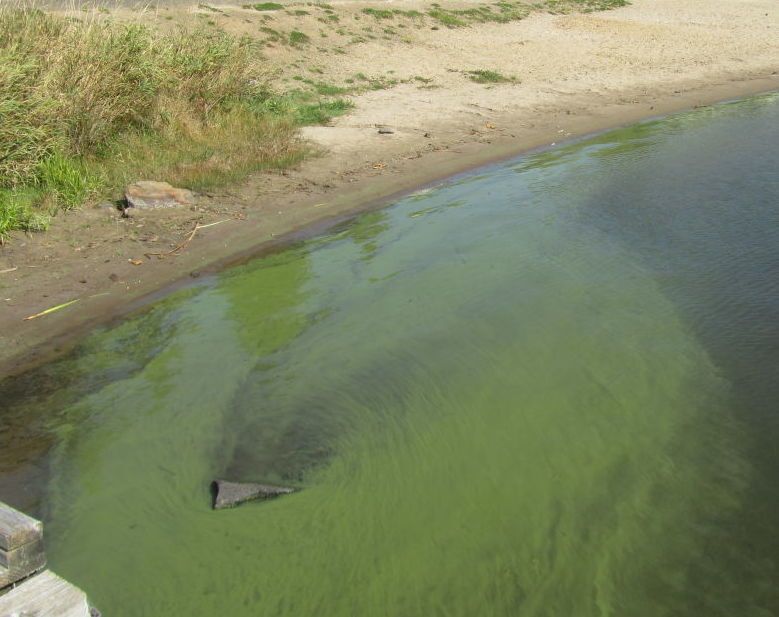 When in Doubt, Stay Out: Increasing temperatures create potential for toxins in water