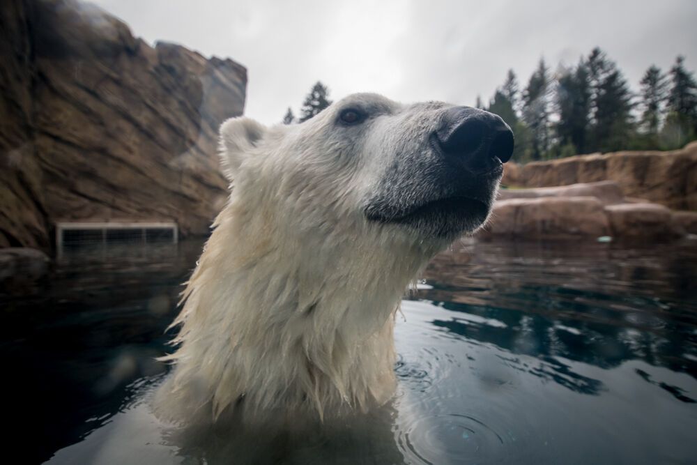 Scientists roll out new plan to help polar bears