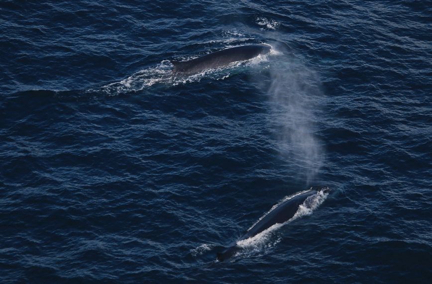 Whale Entanglement: Researchers unraveling risk factors off Oregon Coast