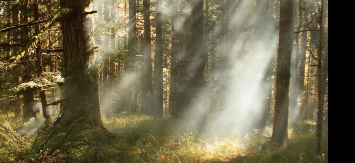 Breakthrough: Understanding chemistry of wildfire smoke in wine