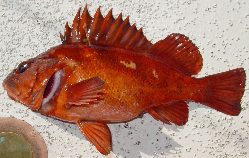 Quillback Rockfish retention prohibited statewide