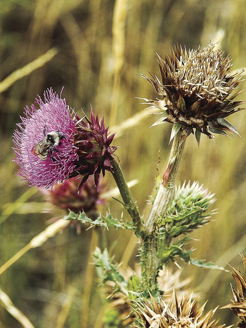 Writers on the Range: Pulling thistles, sowing hope