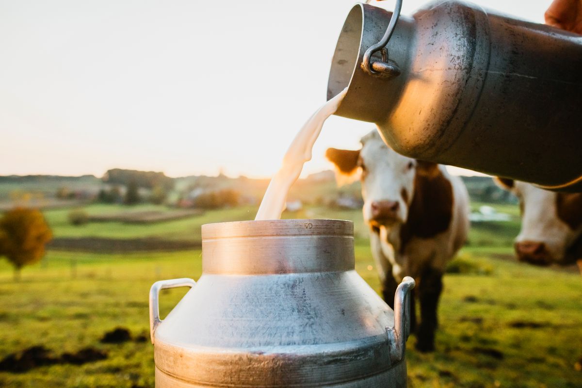 California dairy district 1 seeks ambassadors to serve as 2024 dairy princesses