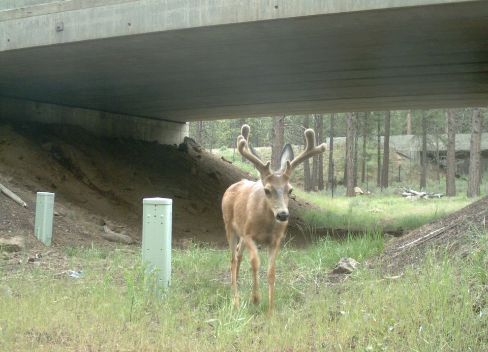 Photos / Drivers urged to watch for migrating wildlife