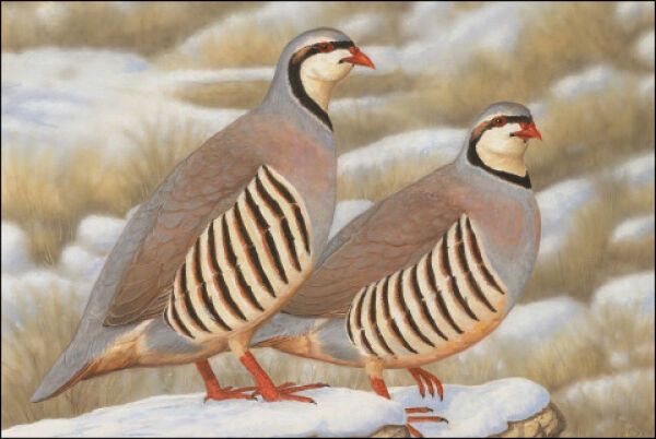Indiana artist wins California Upland Game Bird Stamp Art Contest