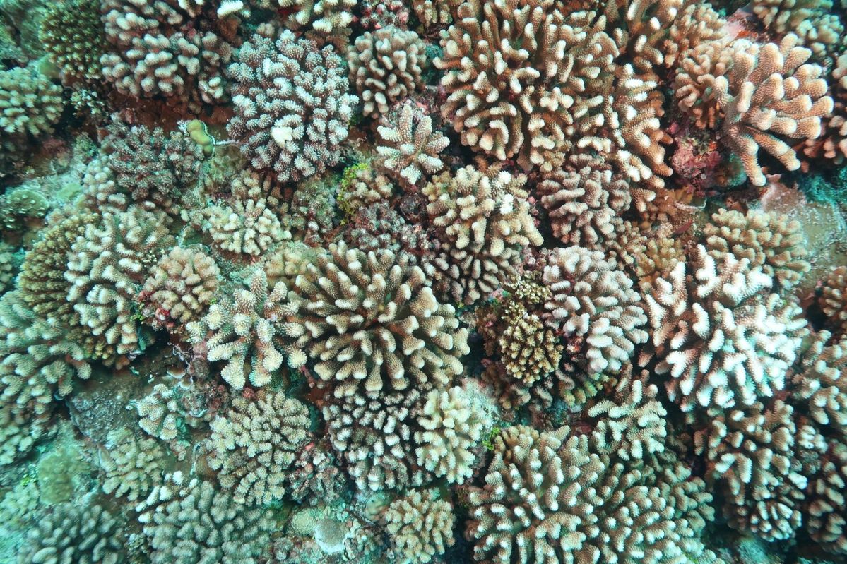Scientists shed new light on viruses’ role in coral bleaching