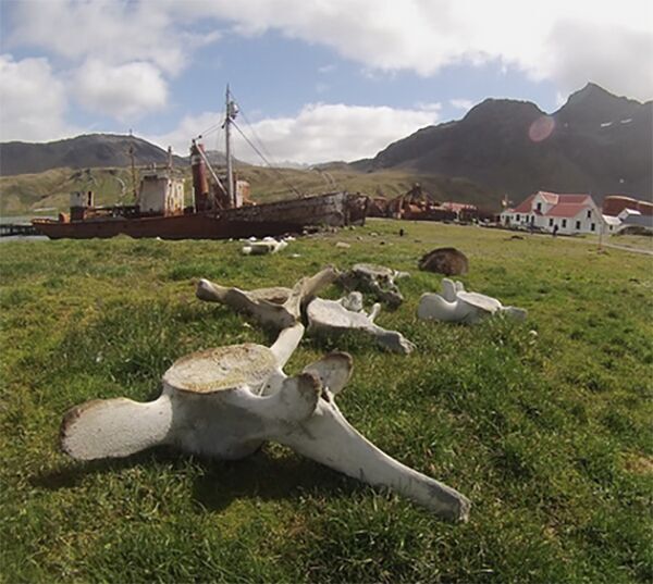 Whale Bones: Discarded DNA suggests loss of genetic diversity due to commercial whaling