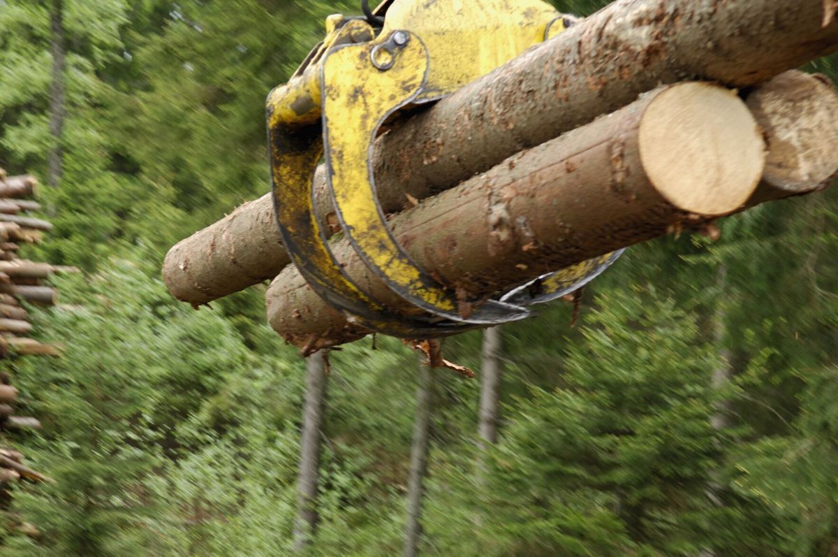 Stay the Course: Forestry Board votes to continue current habitat conservation plan