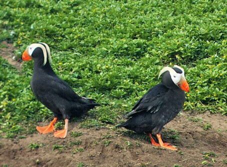 Tufted Puffin Does Not Require Endangered Species Act Protections