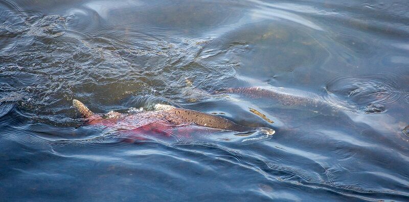 It’s Official...Salmon Sport Fishing Season in California to Close by July 1