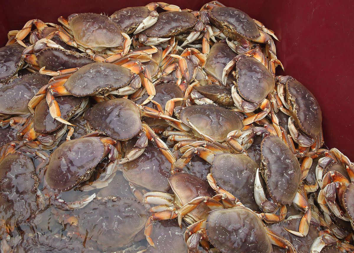 Coastwide recreational crabbing reopened; S. Coast commercial crab evisceration order lifted