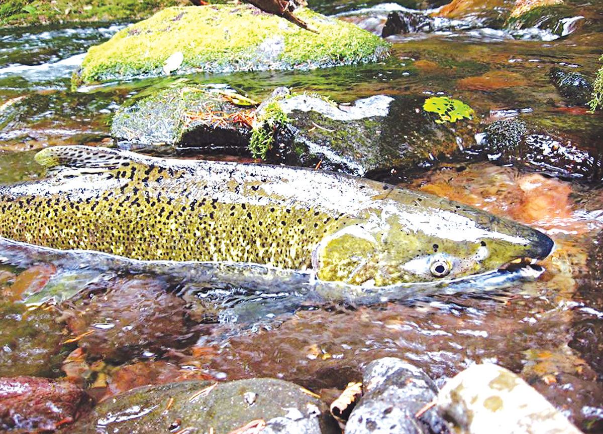 Studying descendants of hatchery salmon