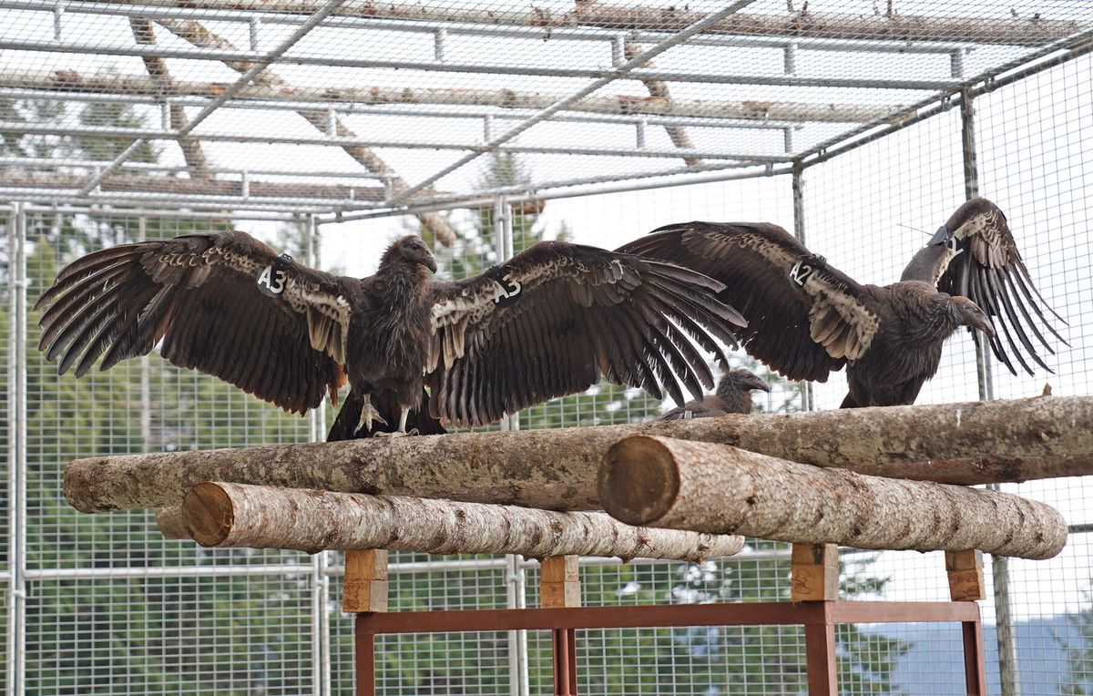 Condors fly over Northern California’s iconic redwoods for the first time in more than a century