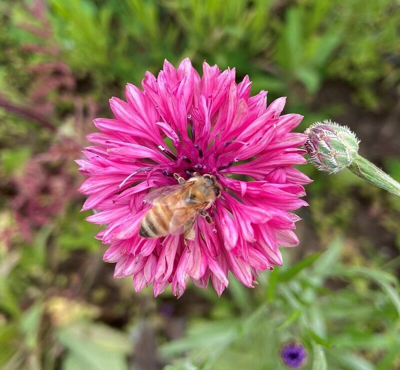 OSU study will provide insight into optimal nutrition for bees