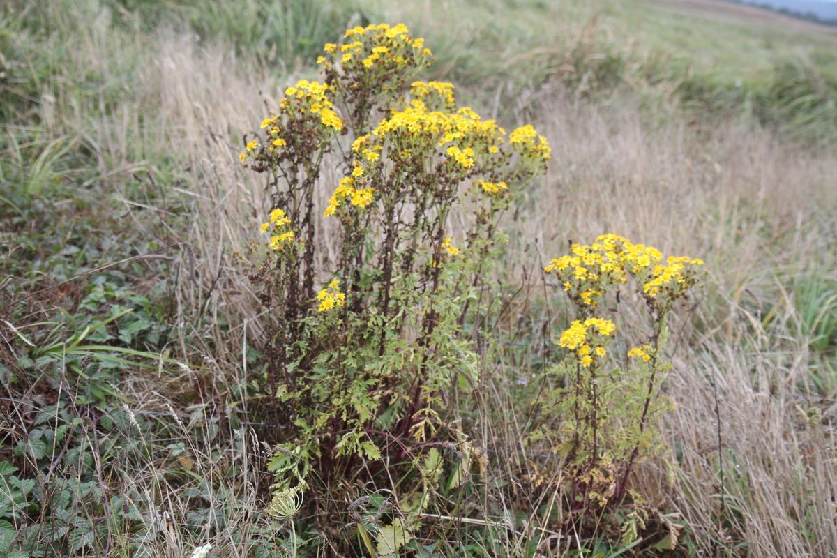 Tansy Games winner disposes of 7 tons of the noxious weed