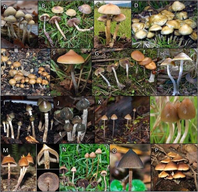 Oregon State research helps provide scientific framework for psilocybin use in therapeutic settings