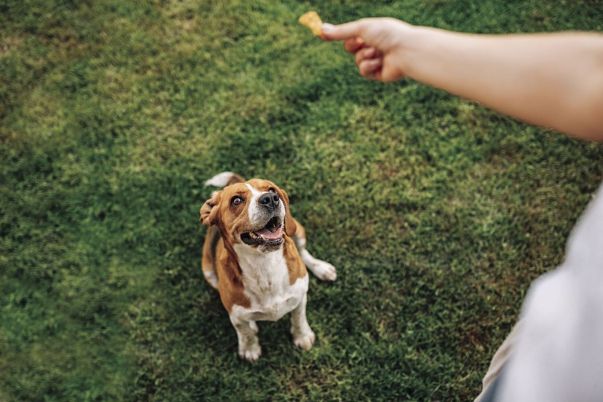 All across the United States shelters, rescues, and dog pounds are at or over capacity