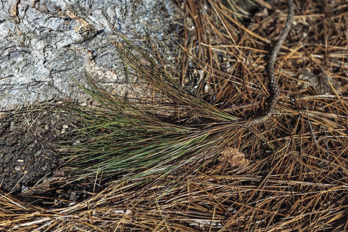 Myth vs. reality: What’s the truth behind some common gardening practices?