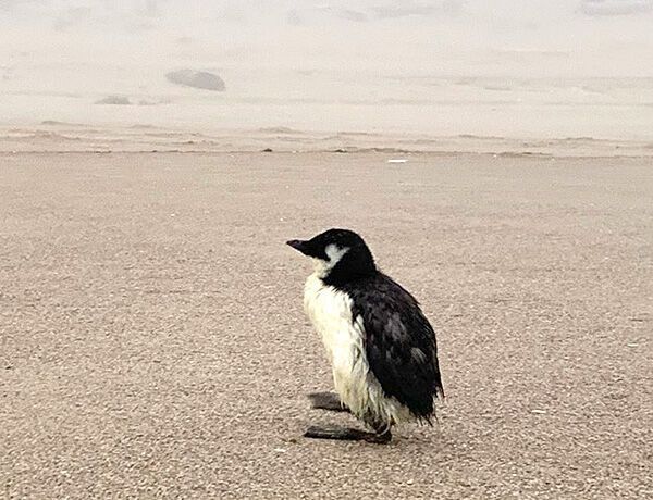 Biologists ask people not to disturb or pick up fledgling common murres on Oregon beaches