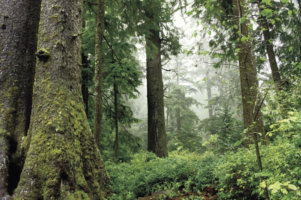 Public meetings scheduled for Northwest Forest Plan Amendment review