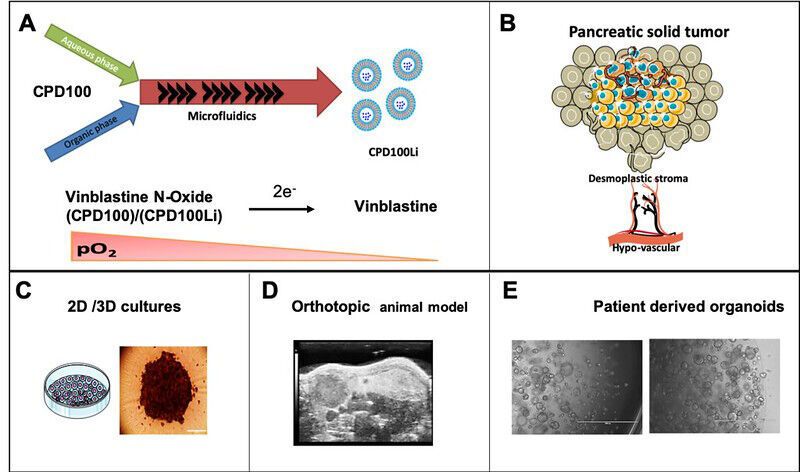 Oregon State University research pushes closer to new therapy for pancreatic cancer