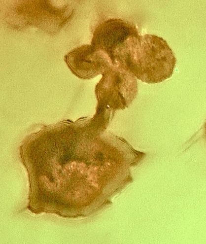 Entombed together: Rare fossil flower, parasitic wasp make amber artwork