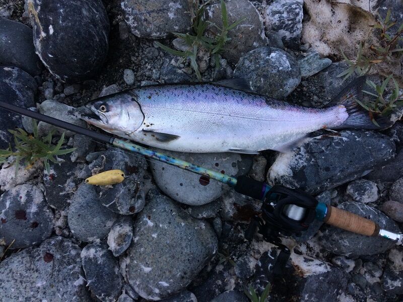 Chinook Salmon Season To Open July 1 On Portions Of Klamath, Trinity Rivers