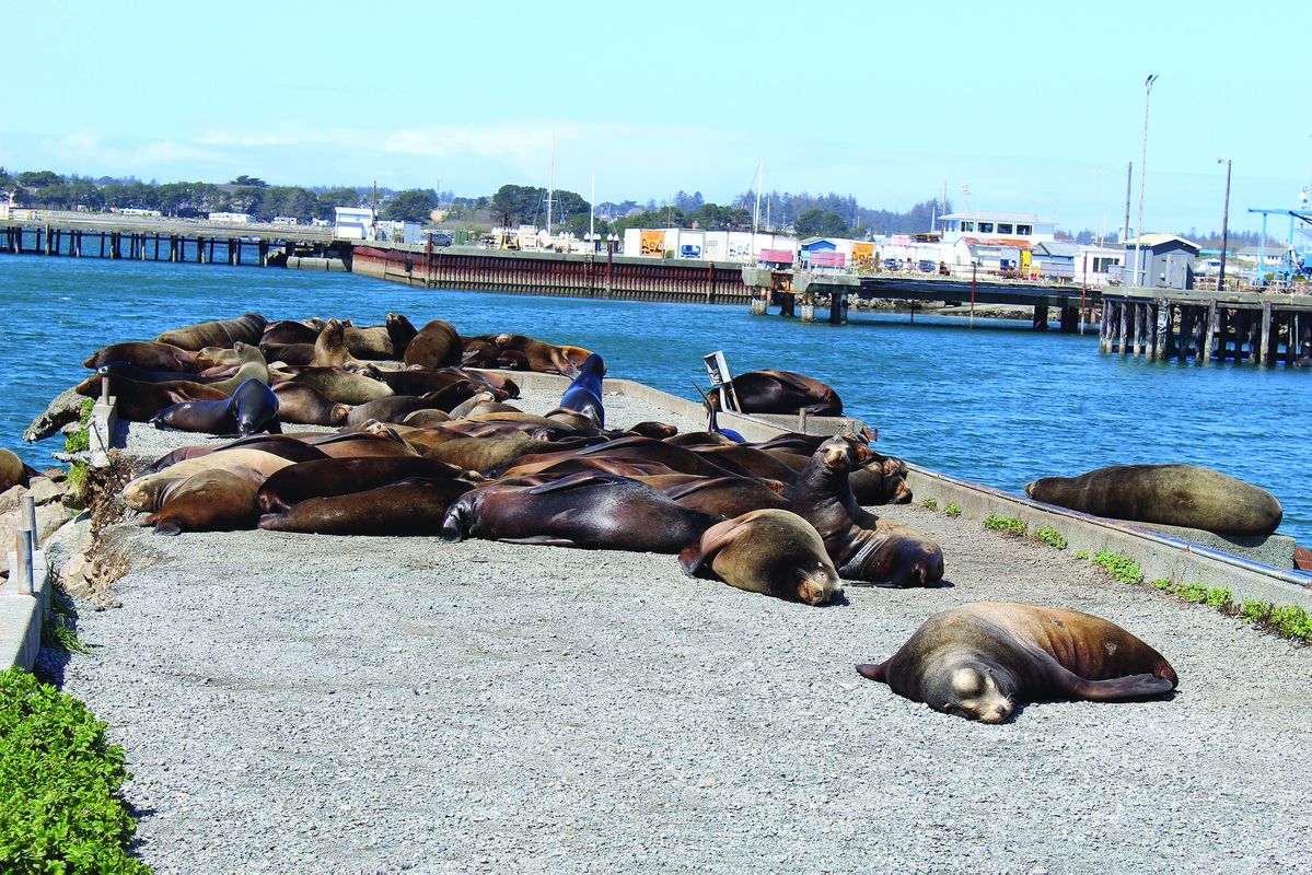 Influx of sea lions just a start