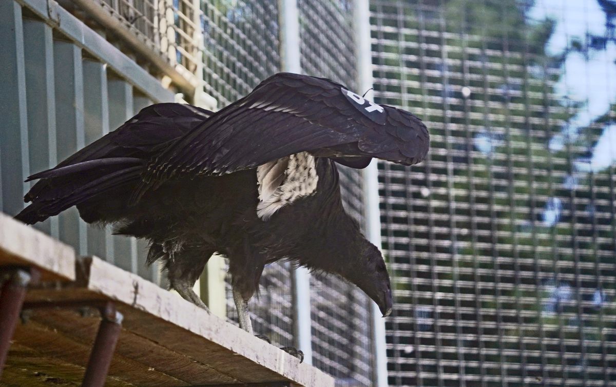 Northern California Condor Dies in Wild