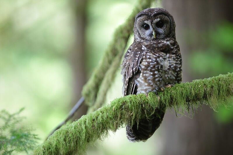 Statement released on managing invasive barred owls to protect at-risk spotted owls