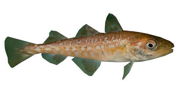Study: Pacific cod can’t rely on coastal safe havens for protection during marine heat waves