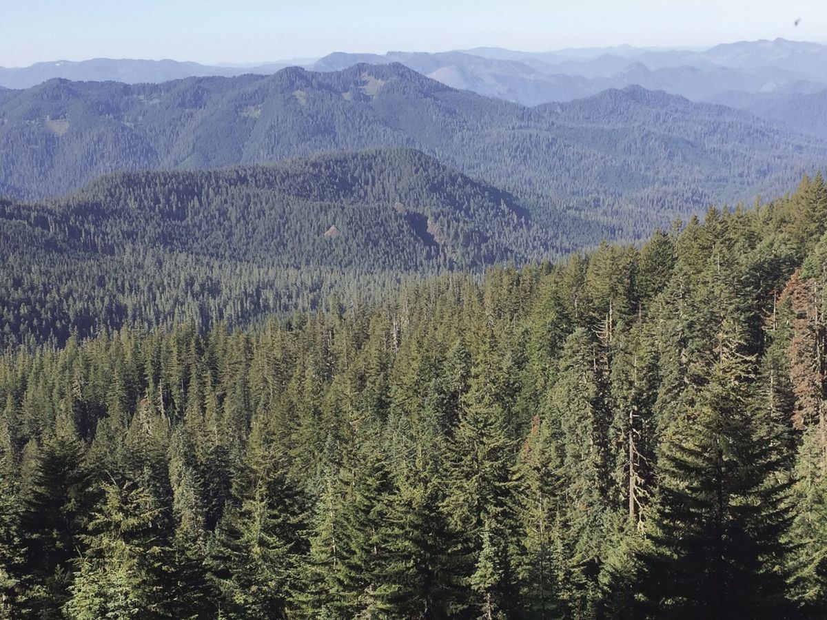 Characteristics of older forests can buffer effects of climate change for some bird species