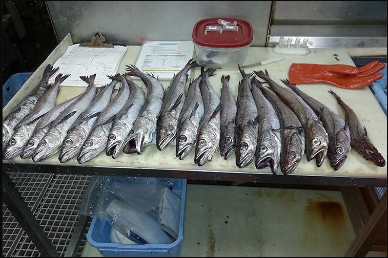 Getting Rid of Your Skin Wrinkles: Fish skin may be the answer, OSU study says