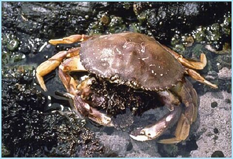 Use of ocean resources changed as Dungeness crab fishing industry adapted to climate shock event