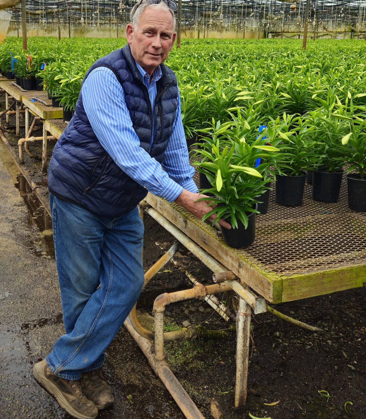 Long-time Lily Grower Preps Up for a Busy Easter Weekend
