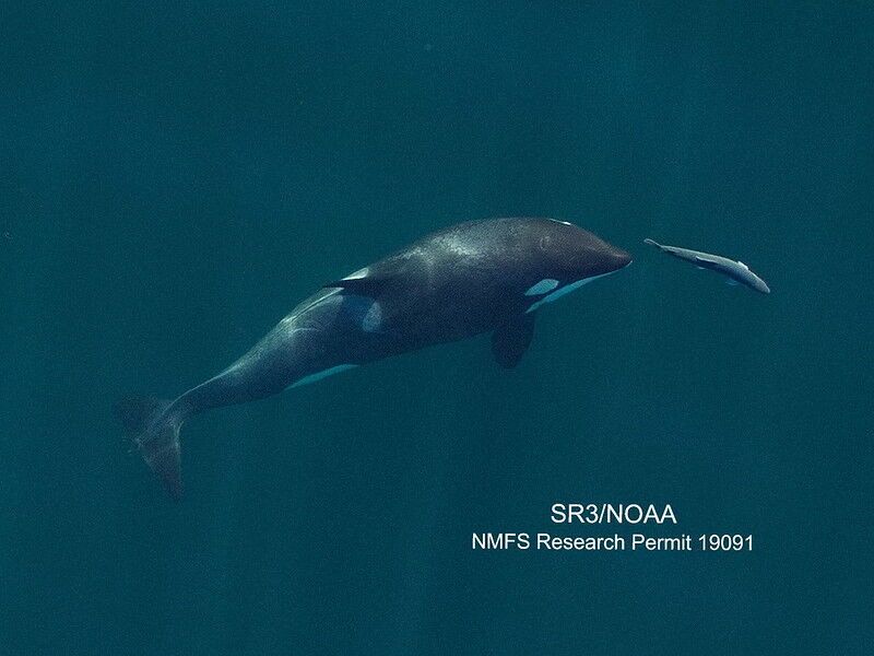 With fewer salmon to eat, Southern Resident killer whales spend less time in the San Juan Islands