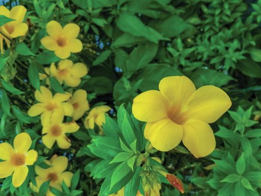 National Gardening Exercise Day