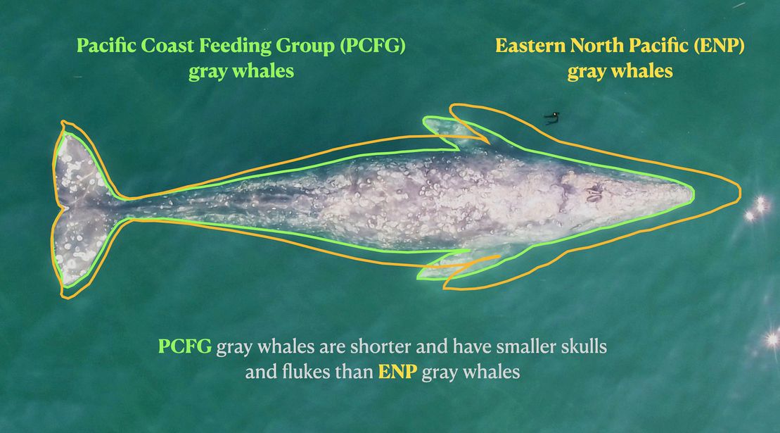 Whale Size: New insight into gray whales along Pacific Northwest Coast