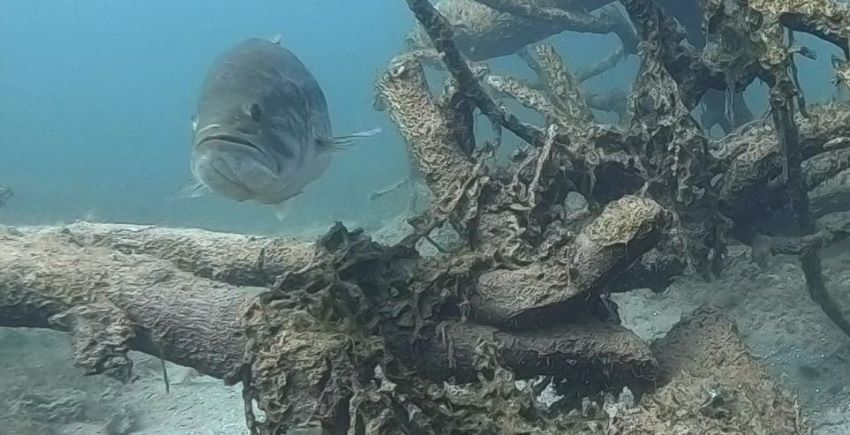 Artificial Habitats for Freshwater Fish