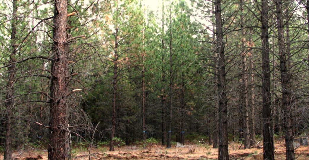Report: California, Chinese billionaires own hundreds of thousands of acres of Oregon timberland
