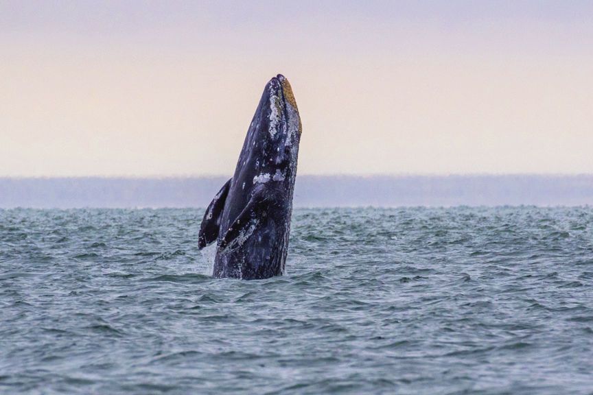 Spring Whale Watch Week returns March 21-29