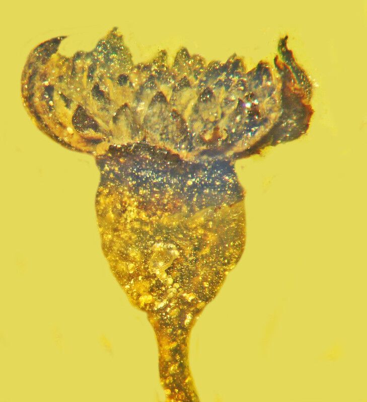 New flower from 100 million years ago brings fresh holiday beauty to 2020