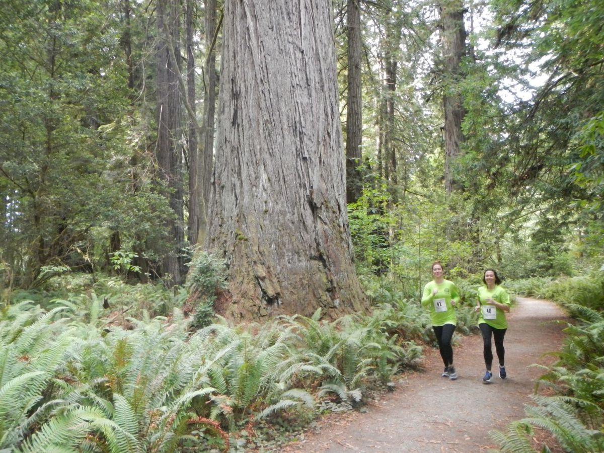 Redwood Parks Conservancy announces Redwood Corps Program
